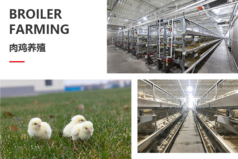 1702105074301932.jpg 肉雞養(yǎng)殖.jpg