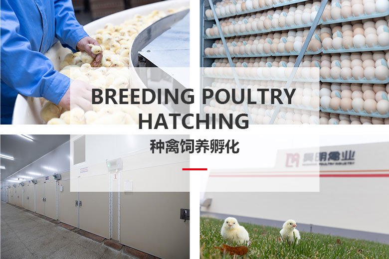 種禽飼養(yǎng)孵化.jpg